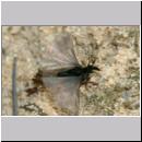 Stylops melittae - Faecherfluegler m58a 5mm.jpg